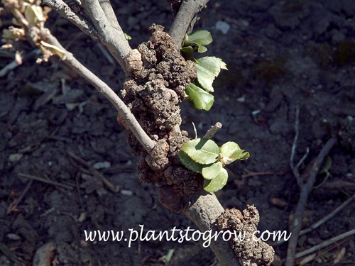 Crown Gall on an Euonymus stem.